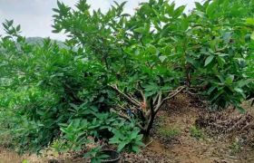 博罗县福田镇莲雾场山林地转租