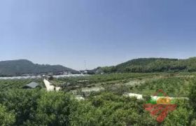 惠东百花100亩农场出租
