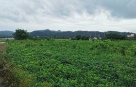 惠阳良井镇100亩耕地出租
